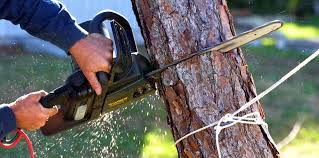 Best Tree Mulching  in Gasport, NY