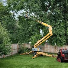 Best Emergency Tree Removal  in Gasport, NY