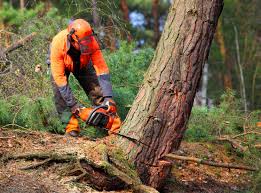 Best Tree Risk Assessment  in Gasport, NY