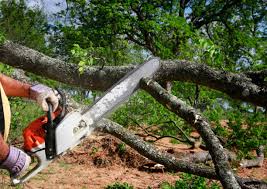 How Our Tree Care Process Works  in  Gasport, NY