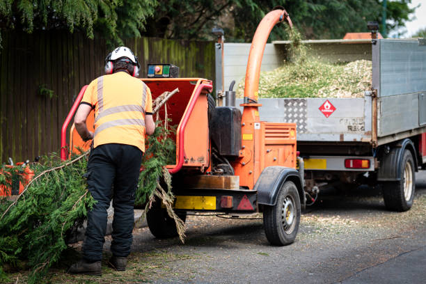 Best Fruit Tree Pruning  in Gasport, NY