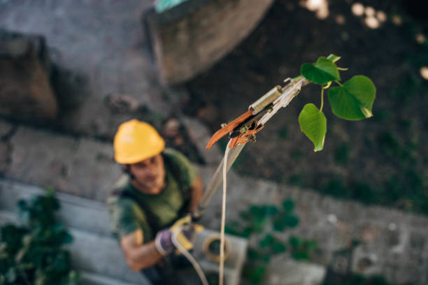 Best Leaf Removal  in Gasport, NY