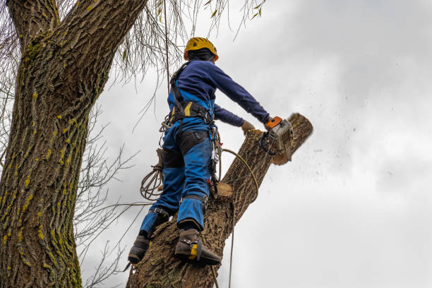 Best Tree Cabling and Bracing  in Gasport, NY