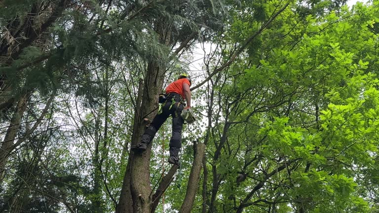 Best Pest Control for Lawns  in Gasport, NY