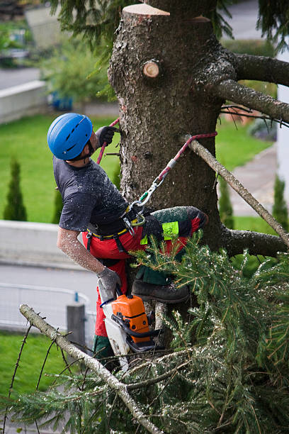 Best Lawn Grading and Leveling  in Gasport, NY