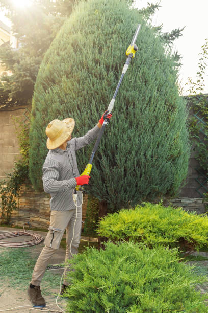 Best Lawn Drainage Solutions  in Gasport, NY