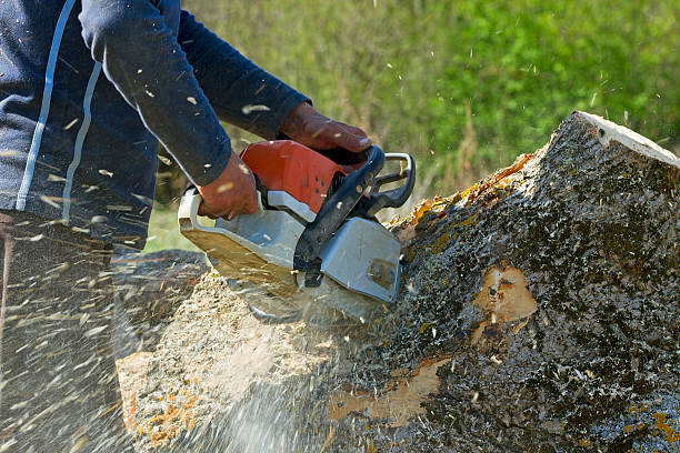 Best Weed Control  in Gasport, NY