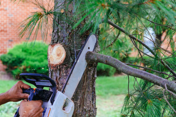 Professional Tree Services in Gasport, NY